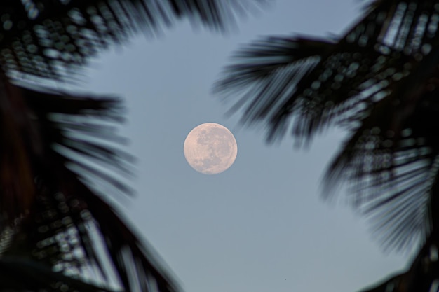 Full moon among the palm leaves in the morning in Rio de Janeiro