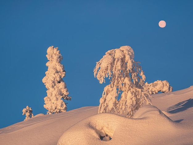 Full moon above the sunny trees is covered with snow on the morning winter polar slope Dawn northern minimalistic natural background with bright snow spruce