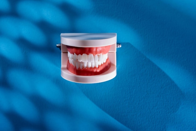 Full set of model teeth on blue background