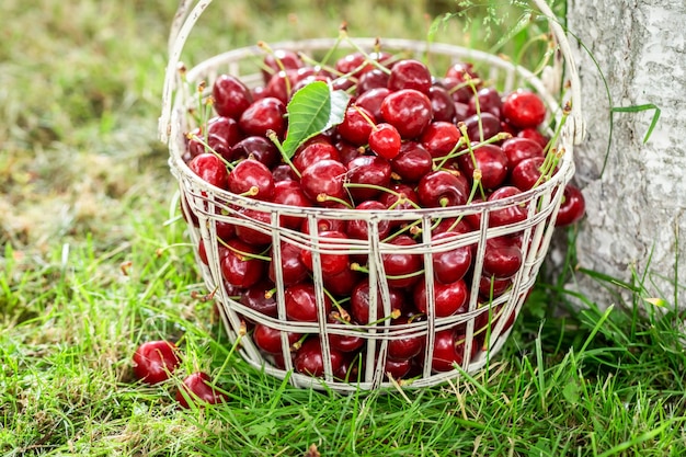 Full of vitamins sweet cherries harvested from garden