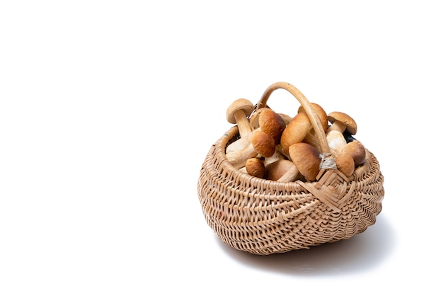 Full wicker basket of Boletus Edulis isolated on white background. Edible mushroom basket with space for text. Nobody