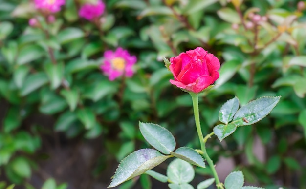 Fully bloomed red rose on the tree in the garden with soft blur background