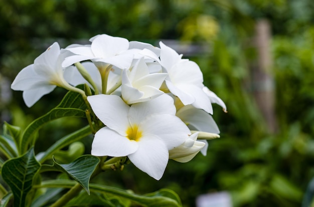 Fully bloomed tropical frangipani or plumeria flowers in the garden