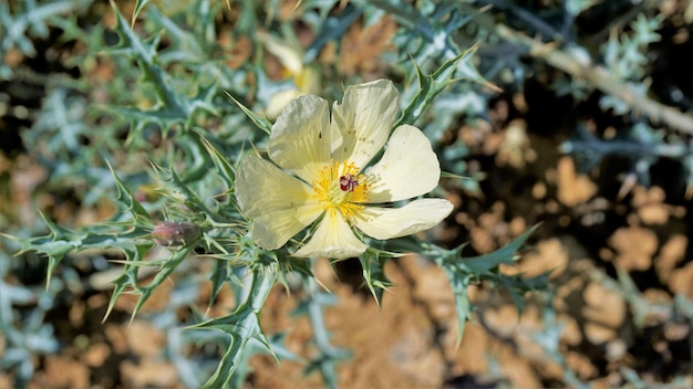 Fully blossomed flower of Argemone Mexicana flower Bermuda thistle kateri ka phool etc