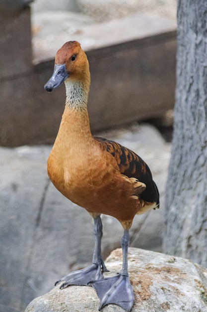 fulvous whistling duck  (Dendrocygna bicolor)