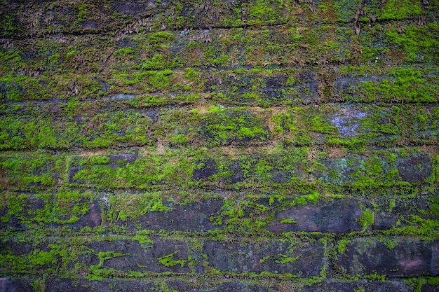 Fungi Green moss on the old brick wall has an abstract background texture