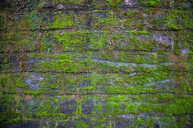 Fungi Green moss on the old brick wall has an abstract background texture