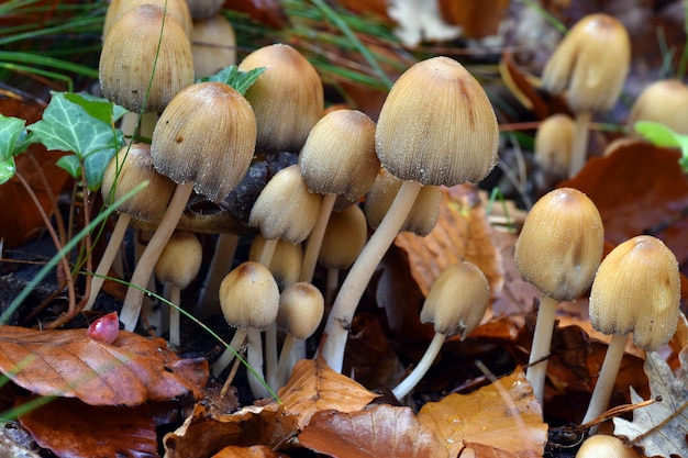 The fungus Coprinellus micaceus (or Coprinus micaceus) growing in a beech forest