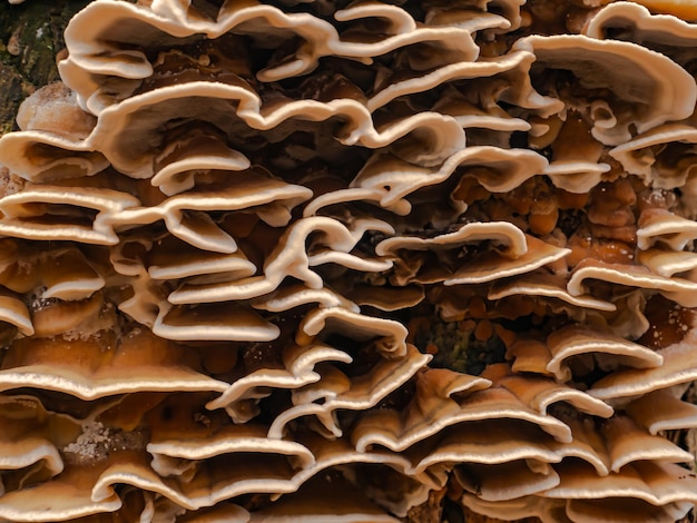 Fungus growths root sponge on a tree stump