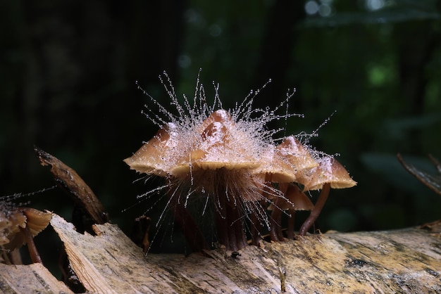 fungus is a parasite on the mushroom Spinellus fusiger