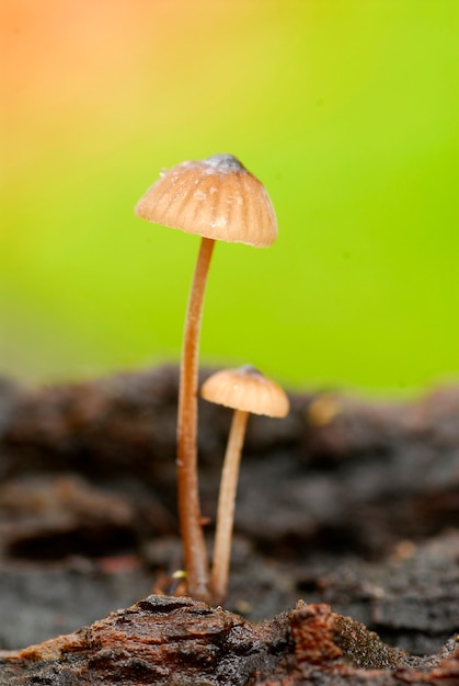 The fungus Mycena sp. growing on dead wood