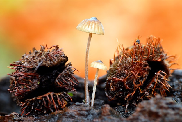 The fungus Mycena sp. growing next to some beechnuts fallen on the ground