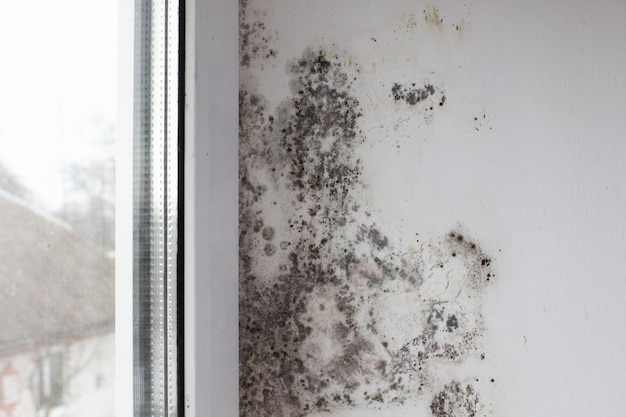 Fungus on the wall near the window Black fungus covers the white wall and window