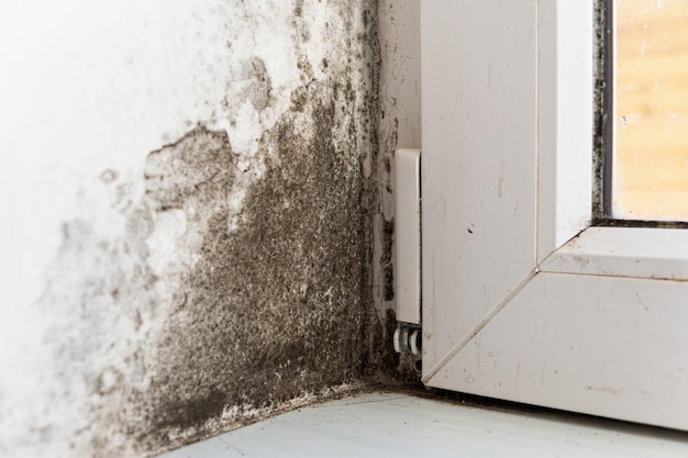 Fungus on the wall near the window Mold and fungus on the wall in the house