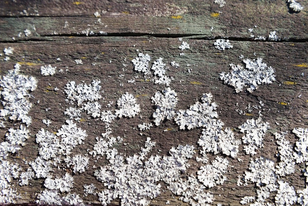 The fungus on the wood surface