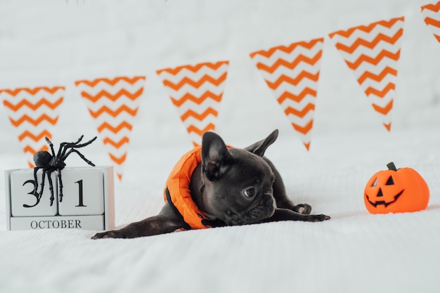 Funny adorable cute blue french bulldog puppy in orange jacket posing on bed at Halloween holiday