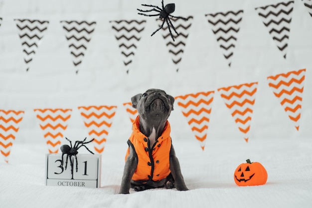 Funny adorable cute blue french bulldog puppy in orange jacket posing on bed at Halloween holiday