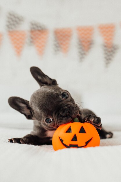 Funny adorable cute blue french bulldog puppy with pumpkin toy Jack at Halloween holiday