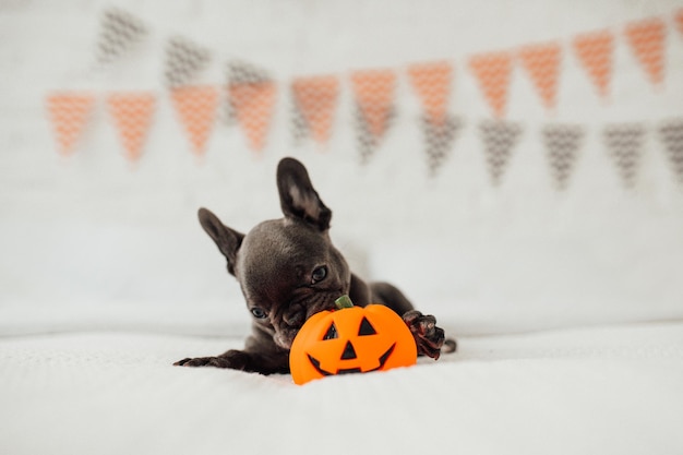 Funny adorable cute blue french bulldog puppy with pumpkin toy Jack at Halloween holiday