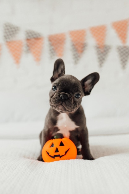 Funny adorable cute blue french bulldog puppy with pumpkin toy Jack at Halloween holiday