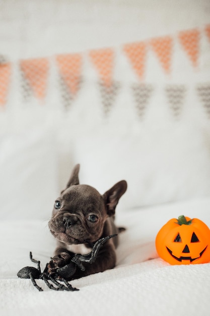 Funny adorable cute blue french bulldog puppy with toy pumpkin Jack and spiders at Halloween party