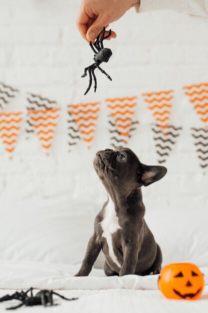 Funny adorable cute blue french bulldog puppy with toy pumpkin Jack and spiders at Halloween party