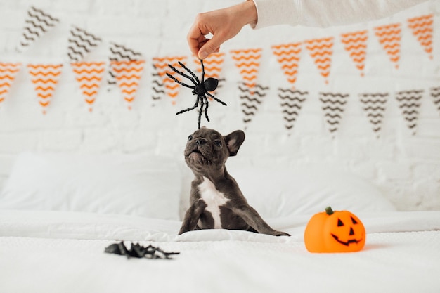 Funny adorable cute blue french bulldog puppy with toy pumpkin Jack and spiders at Halloween party