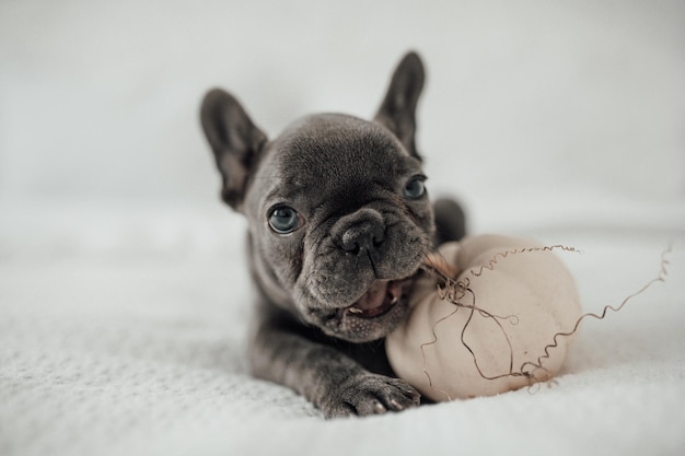 Funny adorable cute blue french bulldog puppy with white pumpkin at Halloween holiday