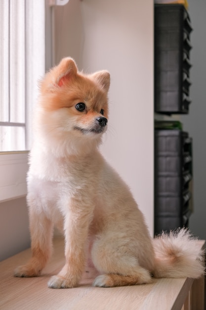 funny Adorable puppy dog sitting on wooden table and looking to the right