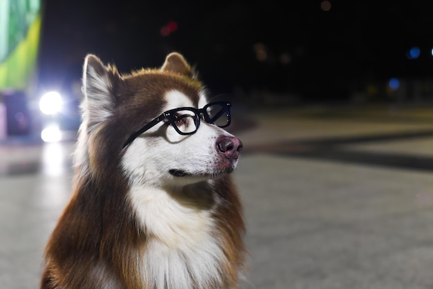 Funny Alaskan Malamute dog in glasses sitting in Vietnam, Da Lat