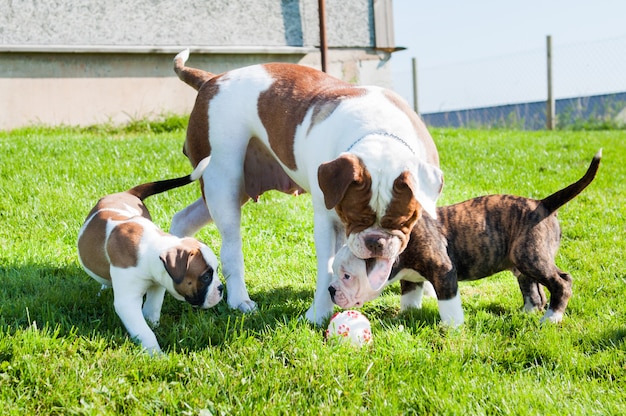 Funny American Bulldog puppy with mother adult dog