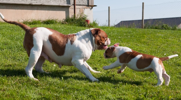 Funny American Bulldog puppy with mother adult dog