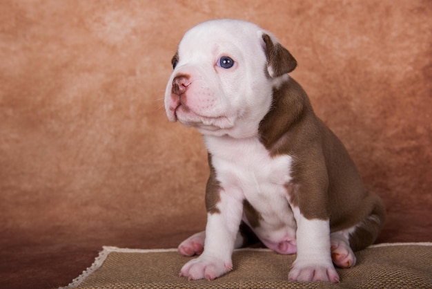 Funny American Bullies puppy on brown background