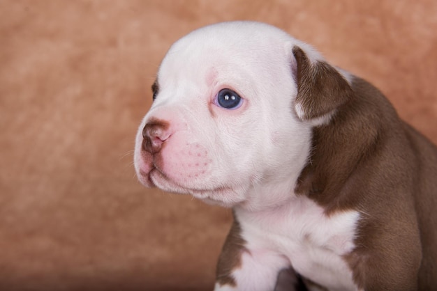 Funny American Bullies puppy close up portrait