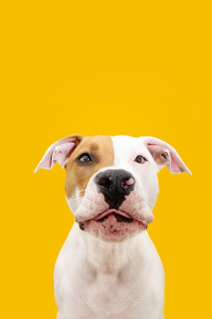 Funny American Staffordshire dog making a flat. Isolated on yellow surface