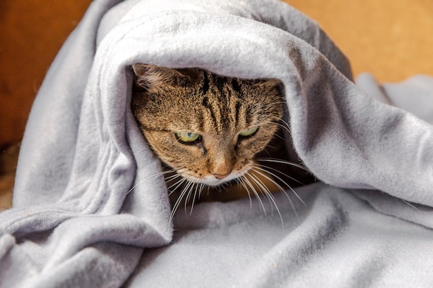 Funny arrogant domestic tabby cat lying on couch under plaid indoors Kitten resting at home keeping warm hiding under blanket in cold fall autumn winter weather Pet animal life Hygge mood concept