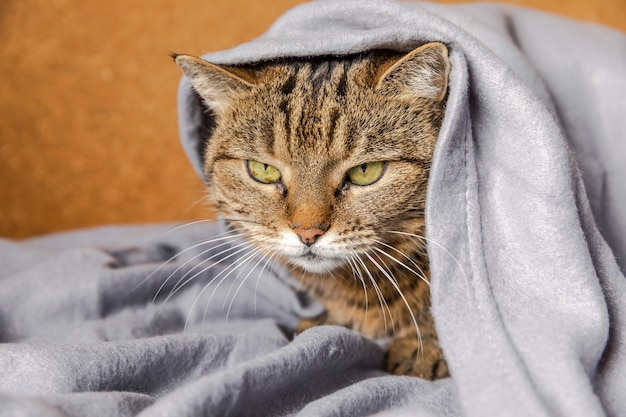 Funny arrogant domestic tabby cat lying on couch under plaid indoors kitten resting at home keeping