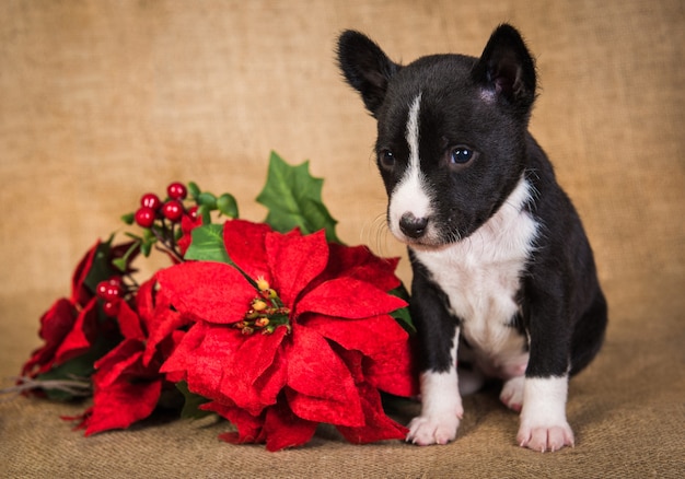 Funny Basenji puppy dog with red poinsettia flowers. Winter Christmas or New Year card background