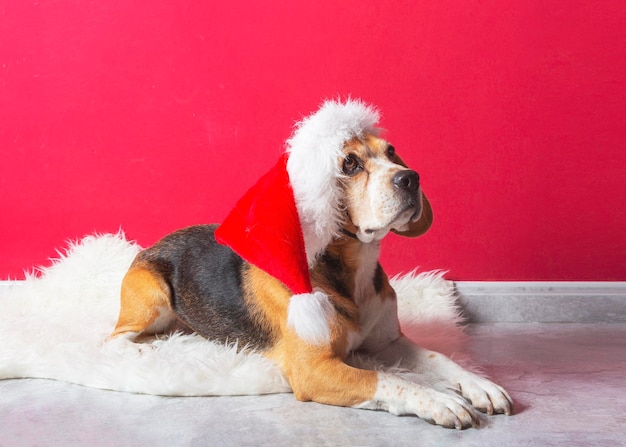 Funny beagle dog with santa claus hat on red background