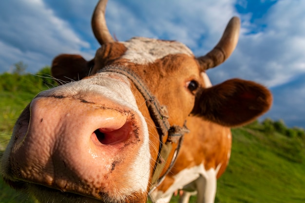 Funny and beautiful friendly brown and white cow with chain and harness. Close-up portrait of the cow on pasture. Ukraine, spring 2020.