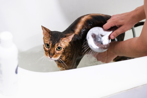 Funny bengal wet cat during bath Cat washing