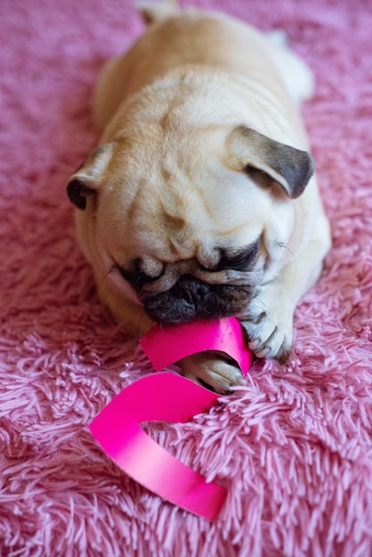 Funny birthday dog playing  with paper digit 2 on the pink surface