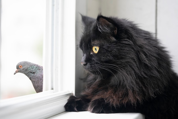 Funny black cat and pigeon look at each other through the window in summer.