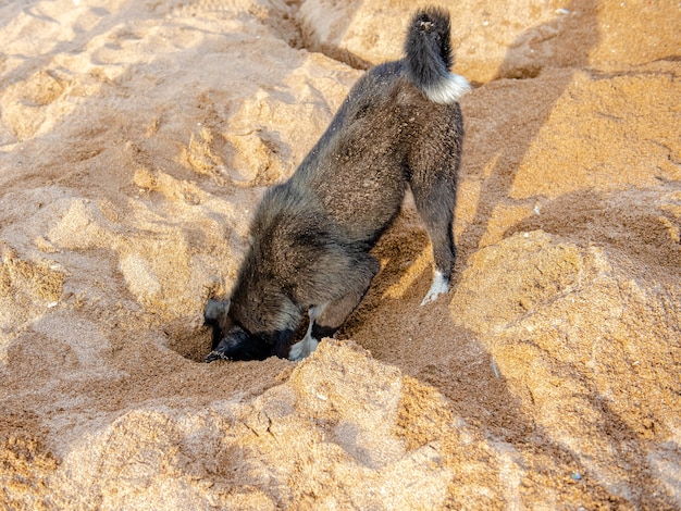 Funny black dog digs a hole in the sand on the beach during summer vacation