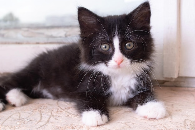 Funny black kitten lying on the floor