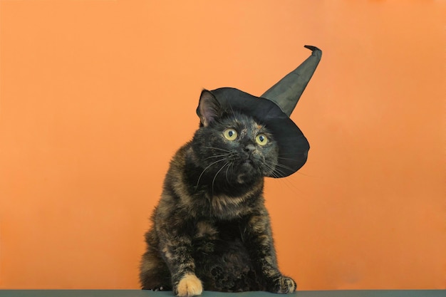 Funny black multicolored cat in a black hat on the theme of a witch for Halloween