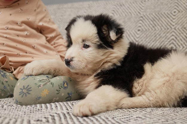 Funny black and white puppy lying on sofa near toddler baby child sitting on cozy sofa with her pet