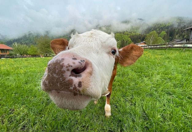 A funny brown cow shows with her tongue Focus on the eyes Blurred tongue und nose