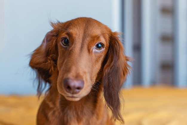 Funny brown dachshund with curved ear closeup