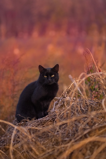 Funny cat in the autumn  in red orange yellow autumn leaves